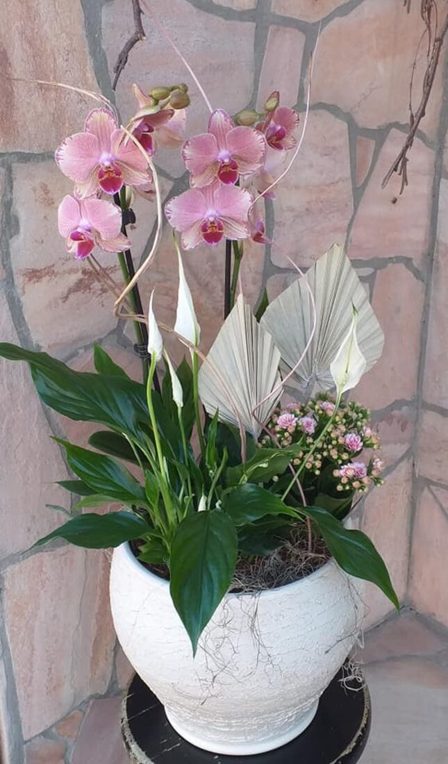Orchidea, Vitorlavirág, Korall egy kaspóban