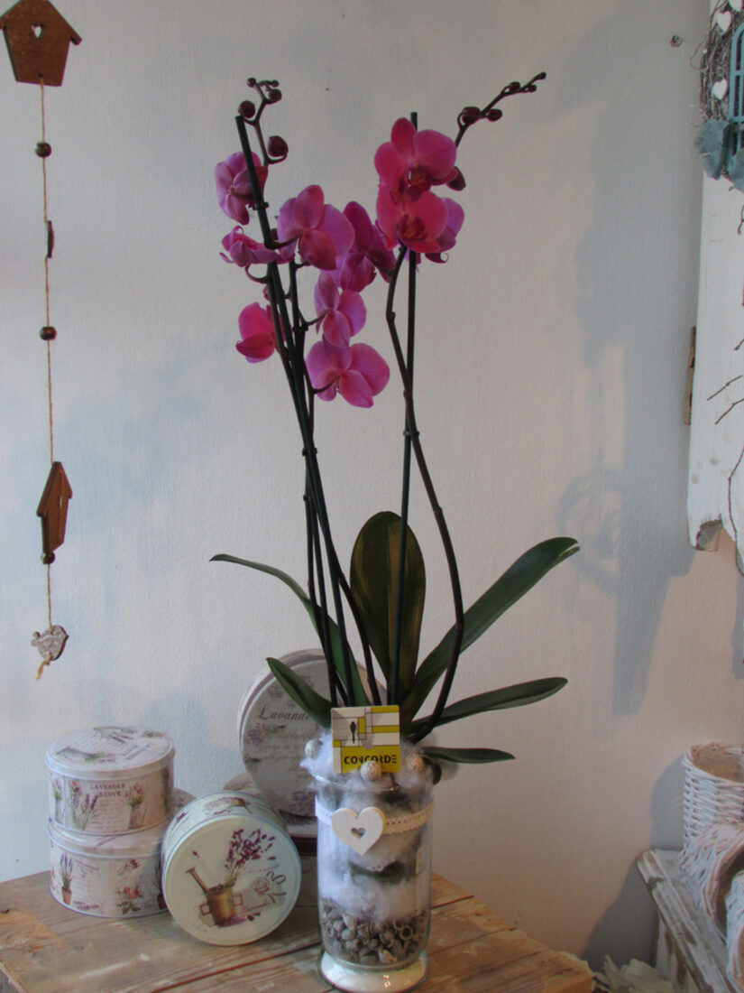 Phalaenopsis orchidea, 2 ágú, kaspóban