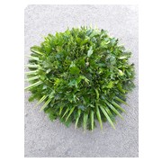 80-cm-atmeroju--fekvo--koszoru-alap